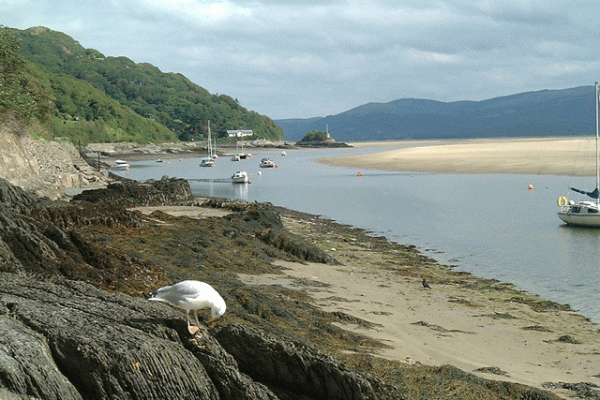 seagull-boats-dovey4874F85A-6E6B-EE7B-21D7-AFF99C9CB757.gif
